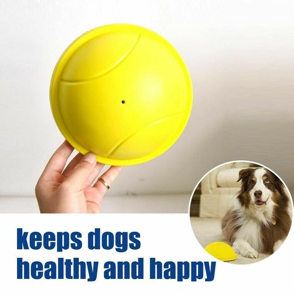 indoor gliding squeaky dog toy