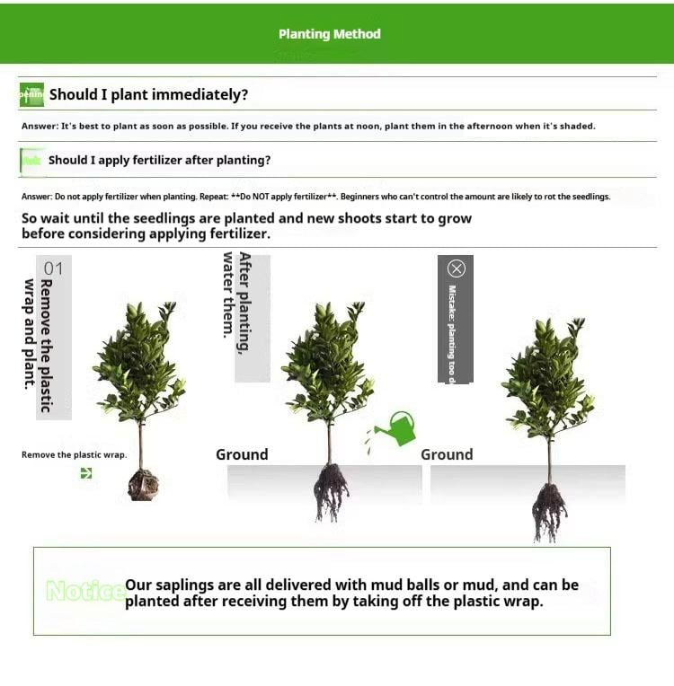 Mission Fig Tree Live Plant – Ficus carica, Perennial Fruit Tree, Hardy and Easy-to-Grow Starter Plant for Gardens & Yards
